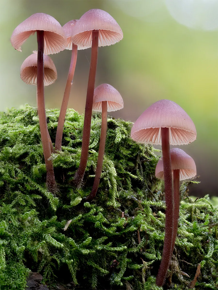 Other Mushrooms 2024 12