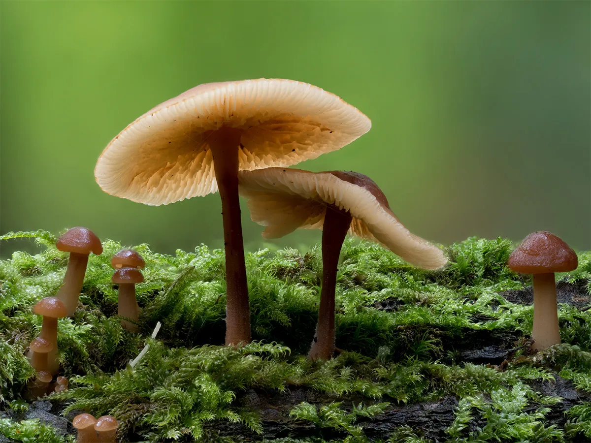 Other Mushrooms 2024 17