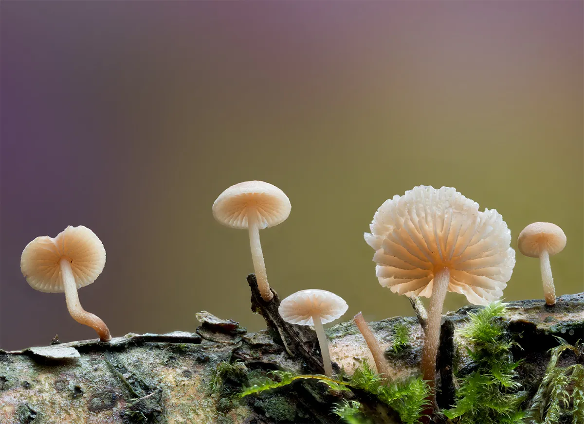 Other Mushrooms 2024 18