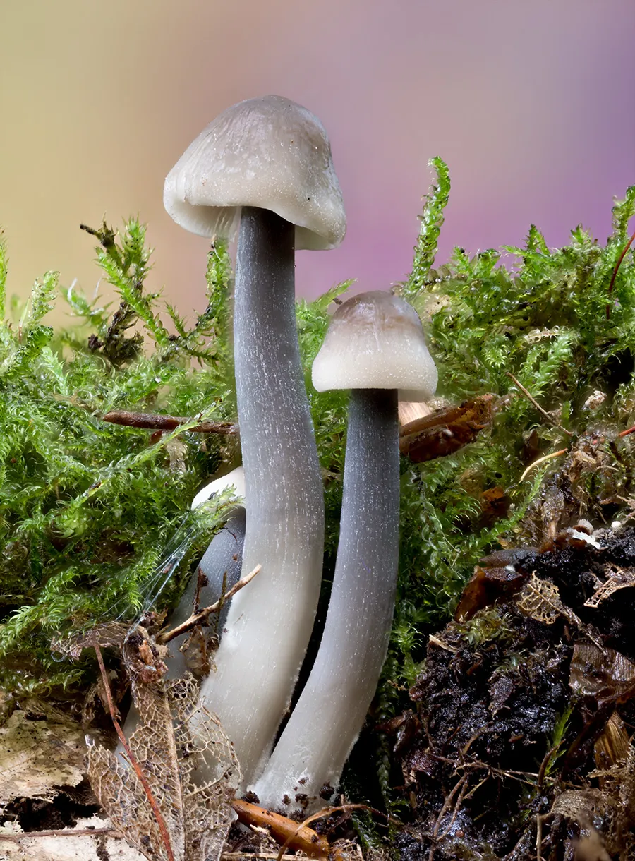 Other Mushrooms 2024 20