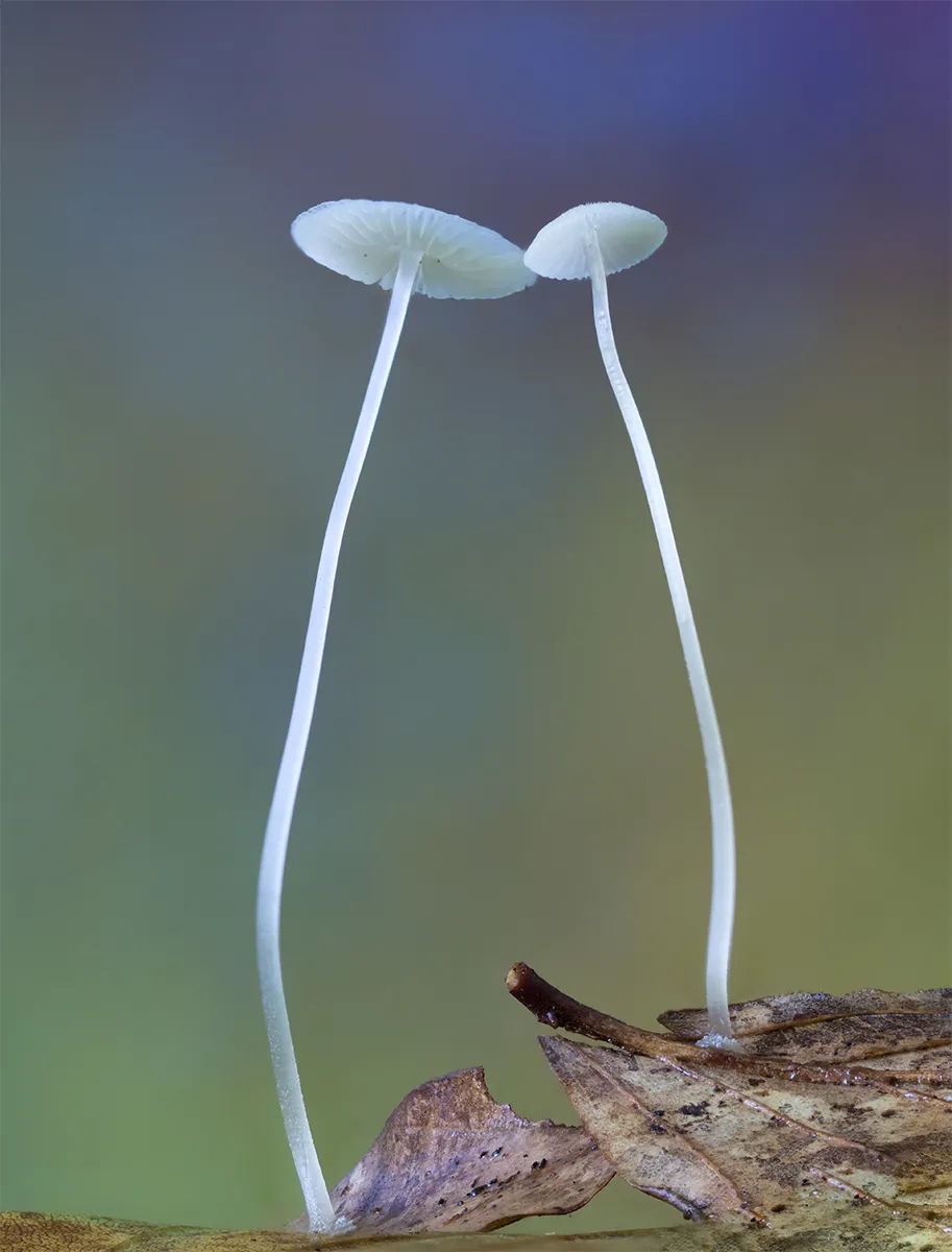 Other Mushrooms 2024 21