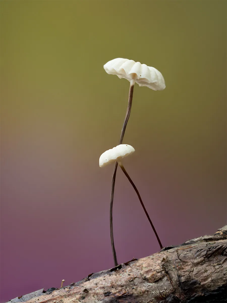 Other Mushrooms 2024 23