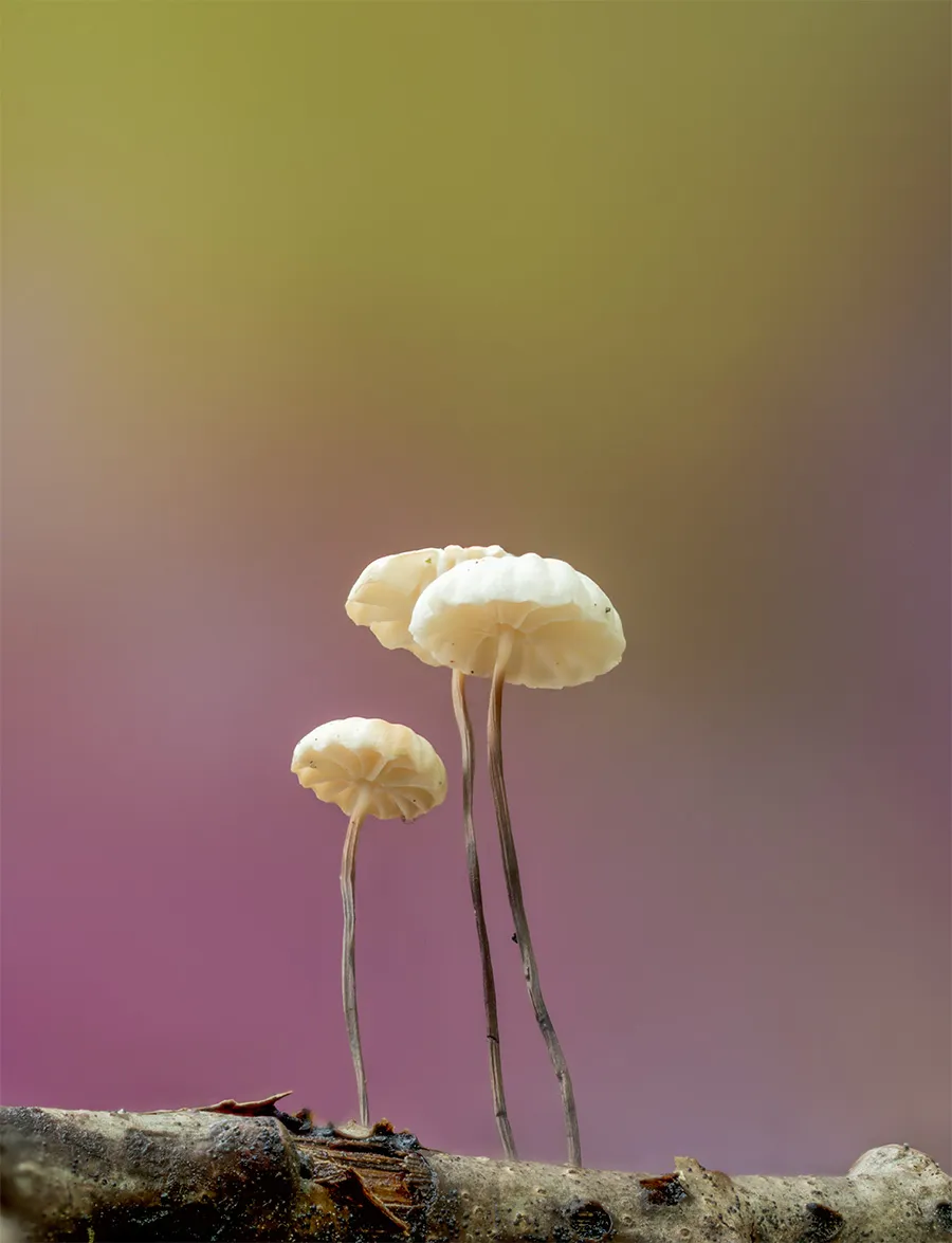 Other Mushrooms 2024 24