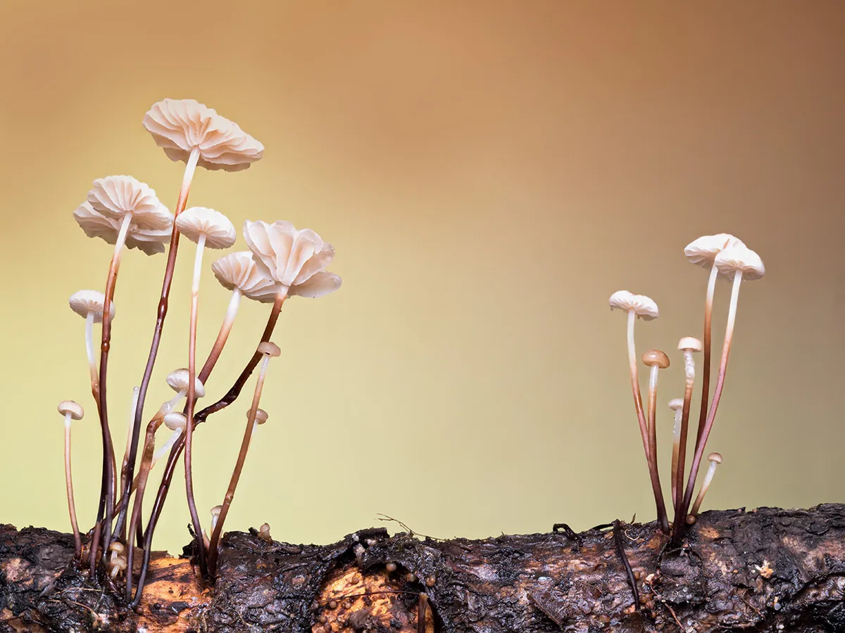Other Mushrooms 2024 3