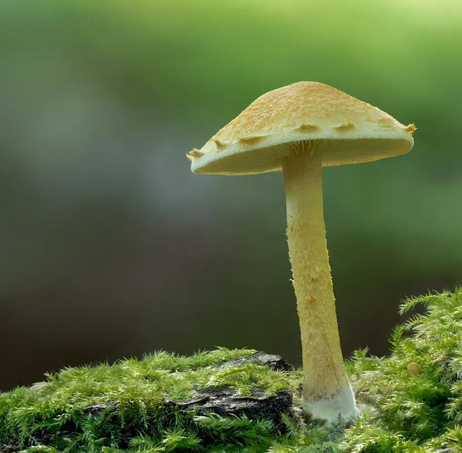 Other Mushrooms 2024 33