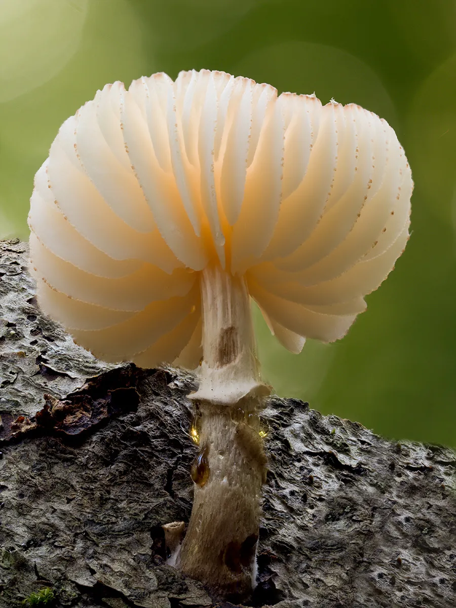 Other Mushrooms 2024 34