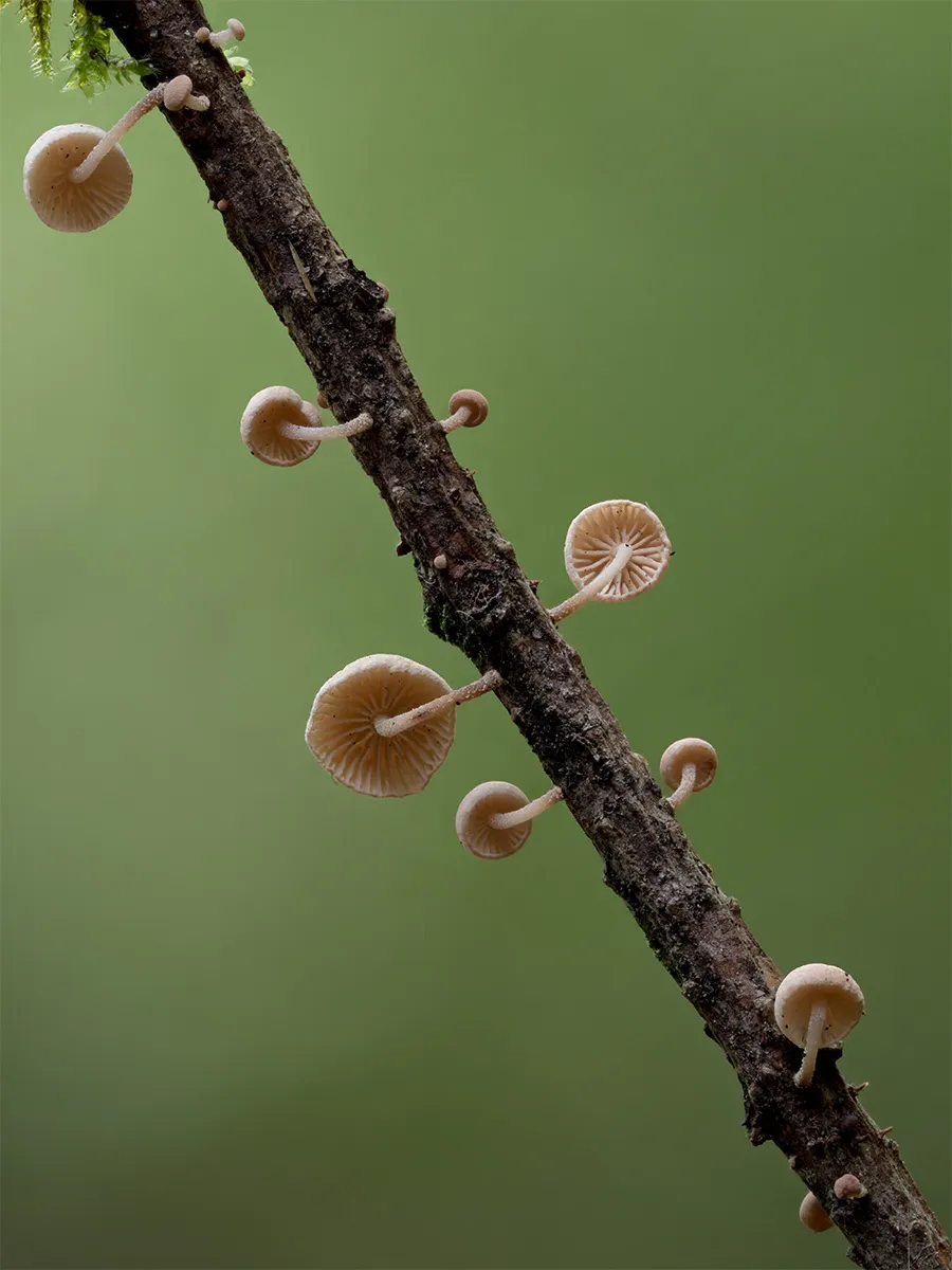 Other Mushrooms 2024 35