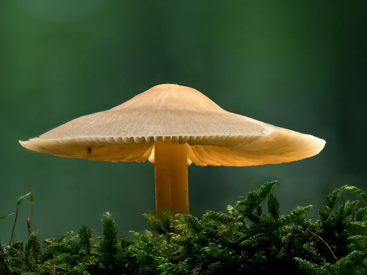 Other Mushrooms 2024 36