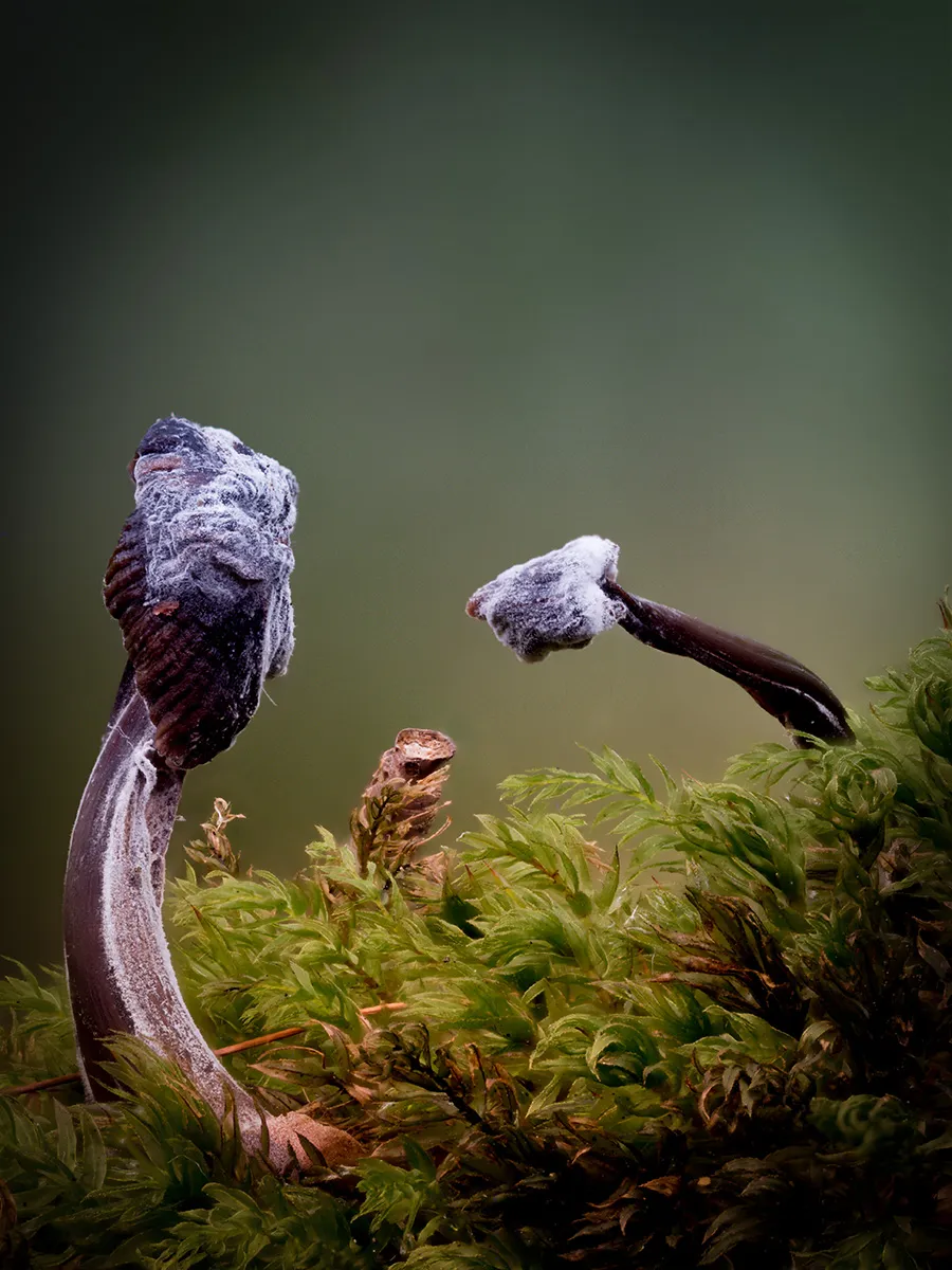 Other Mushrooms 2024 40