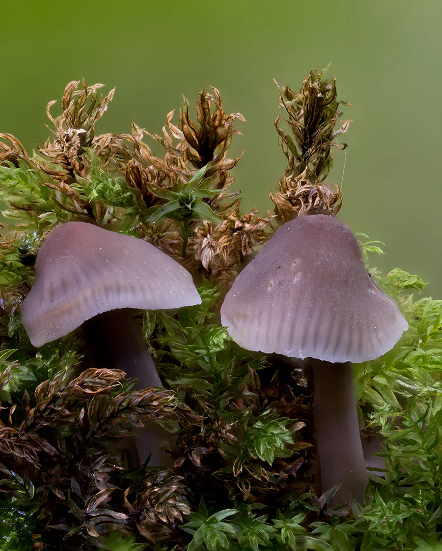 Other Mushrooms 2024 41