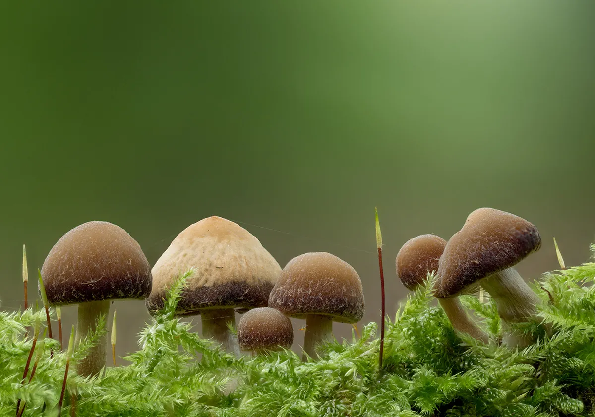 Other Mushrooms 2024 42