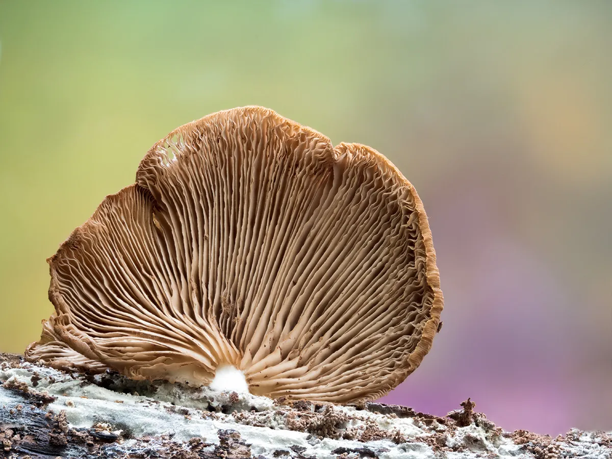 Other Mushrooms 2024 43