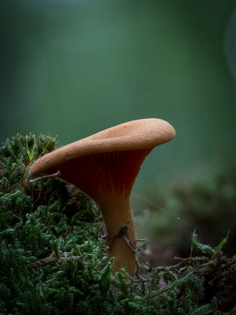 Other Mushrooms 2024 44