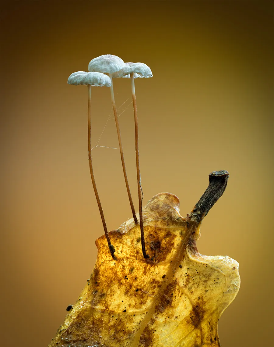 Other Mushrooms 2024 5