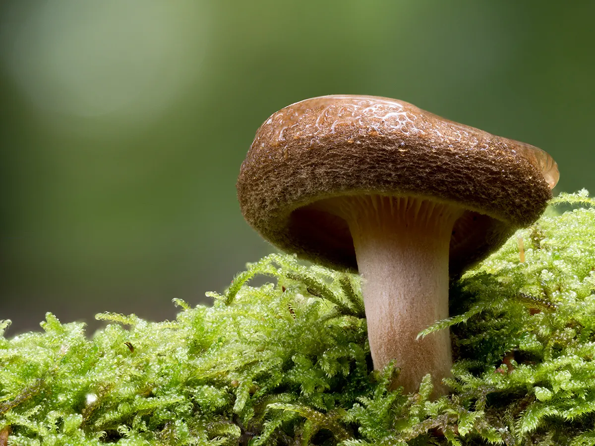 Other Mushrooms 2024 51