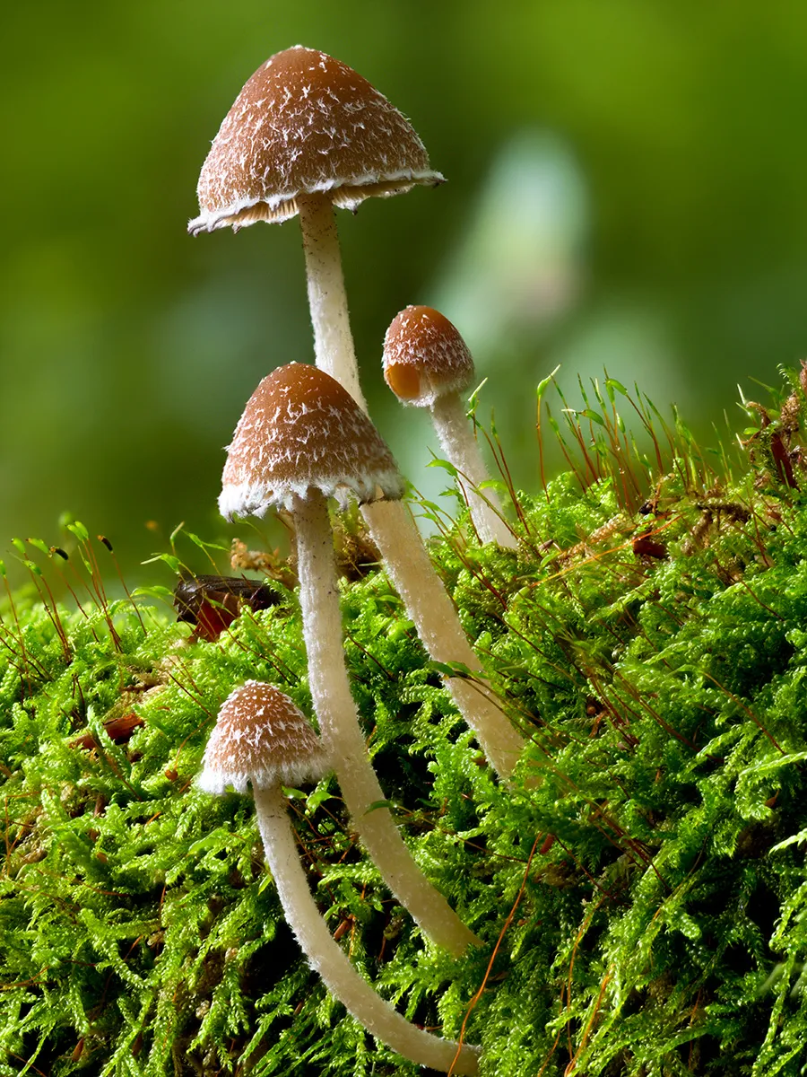 Other Mushrooms 2024 52