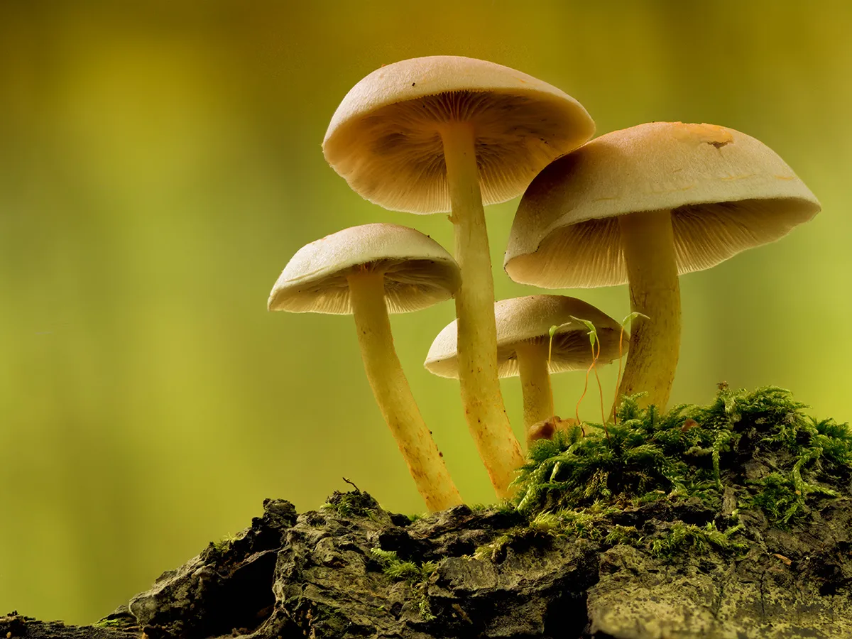 Other Mushrooms 2024 57