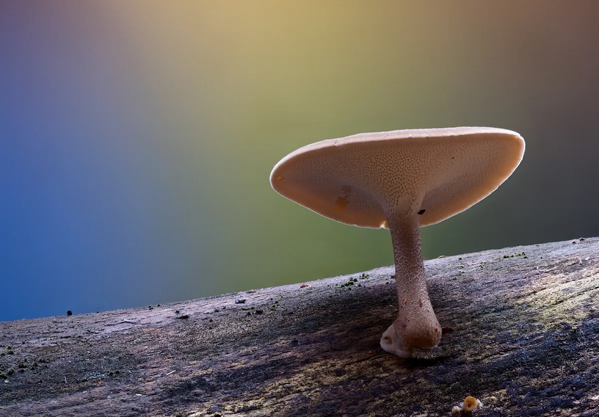 Other Mushrooms 2025 11
