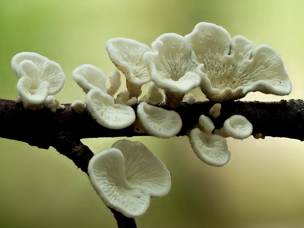 Other Mushrooms 2025 12