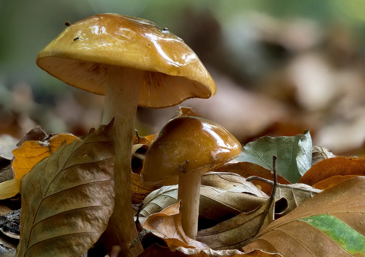 Other Mushrooms 2025 14