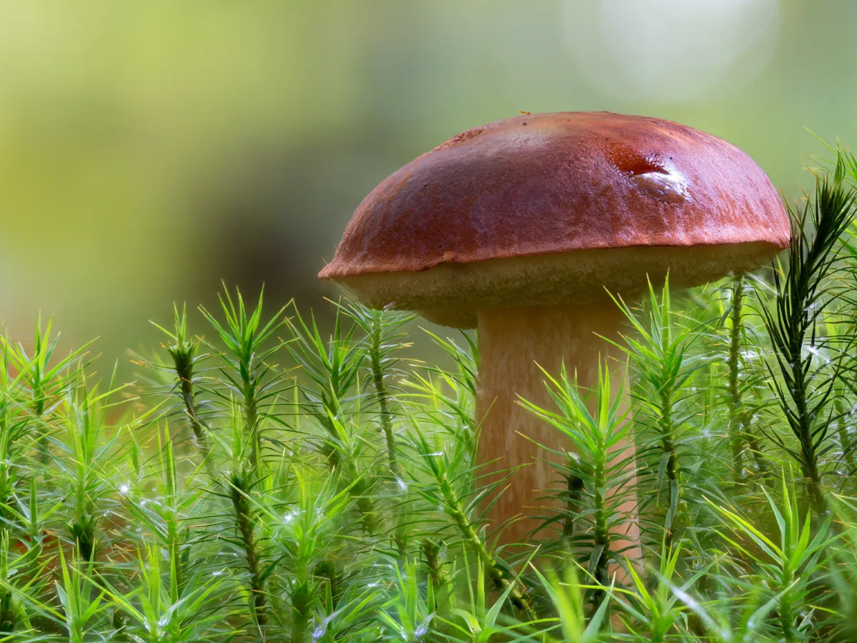 Other Mushrooms 2025 16