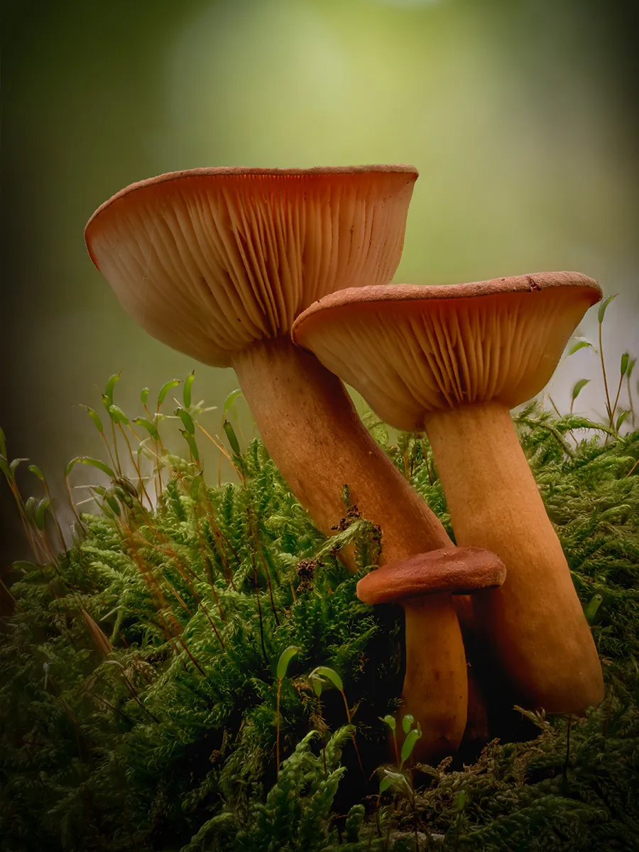 Other Mushrooms 2025 17