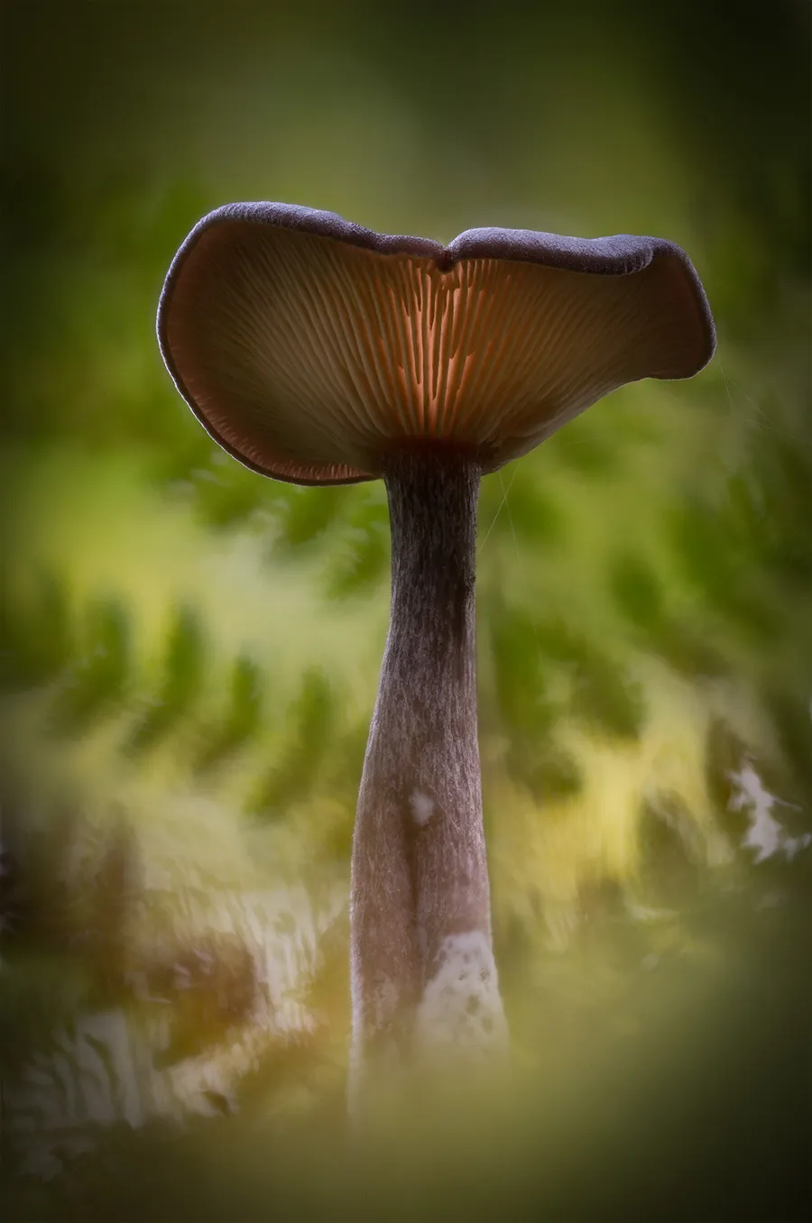 Other Mushrooms 2025 18