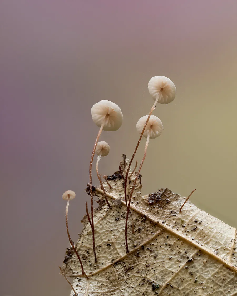 Other Mushrooms 2025 2