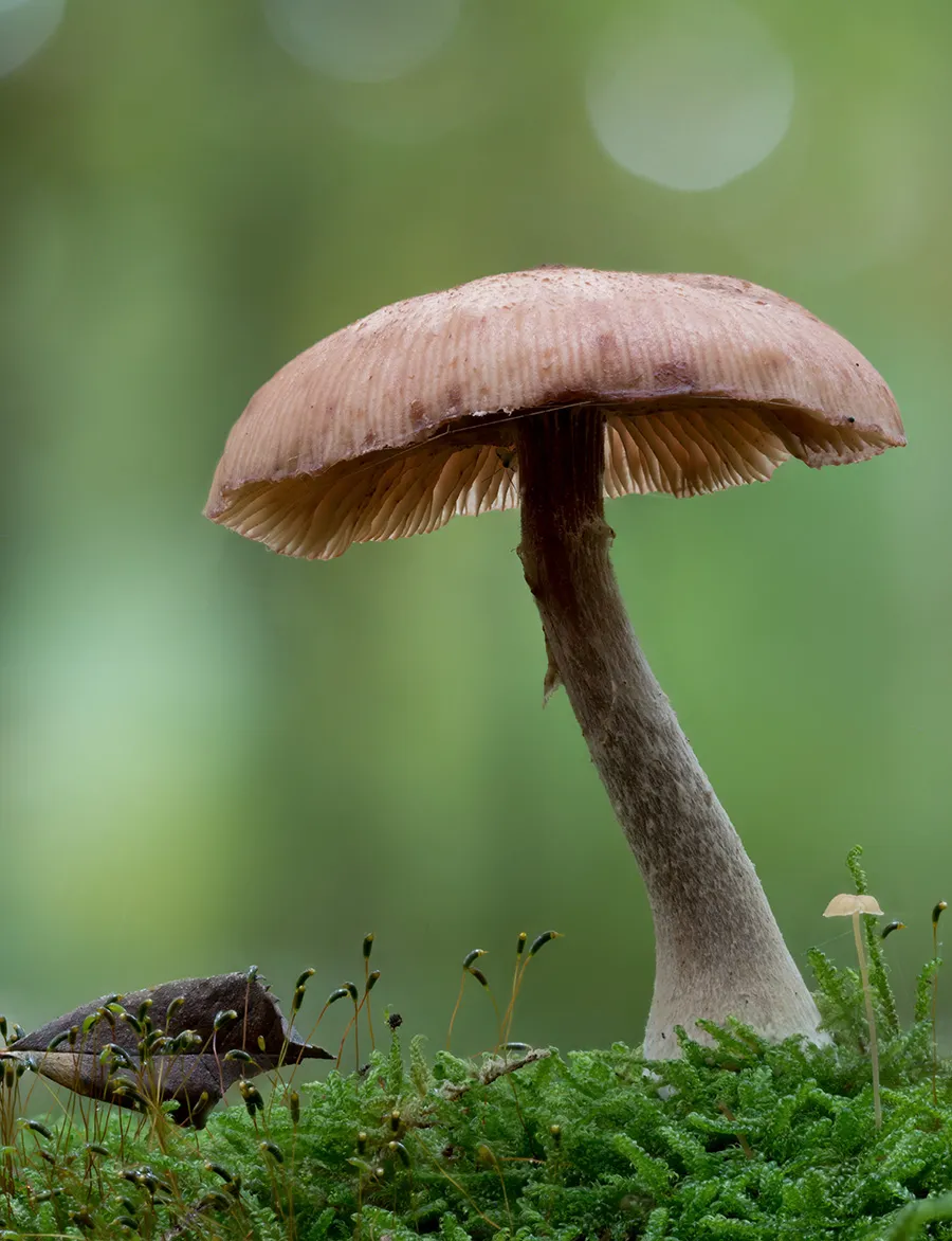 Other Mushrooms 2025 20