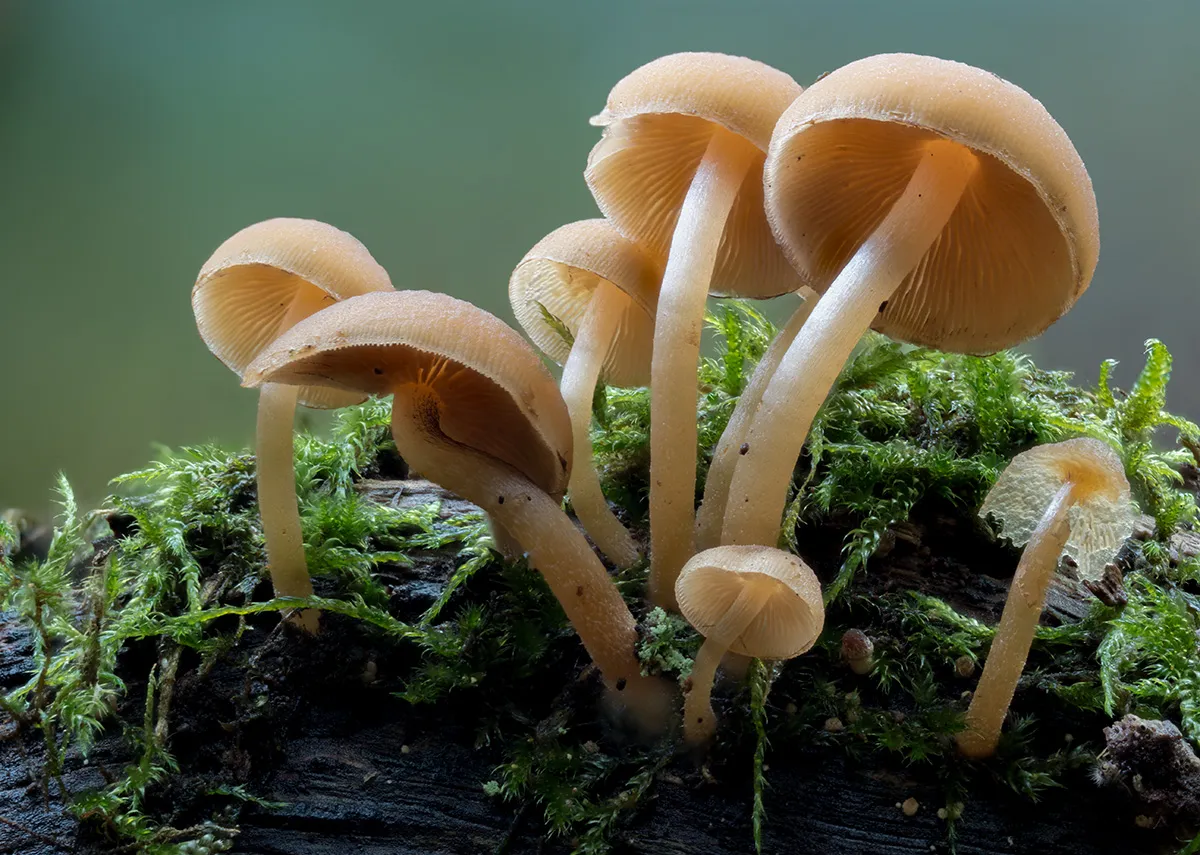 Other Mushrooms 2025 22