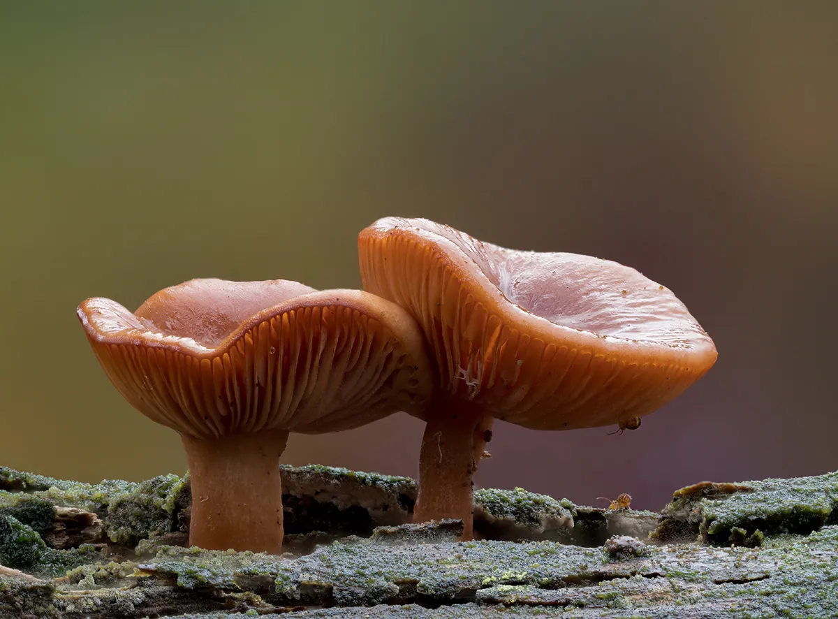 Other Mushrooms 2025 25