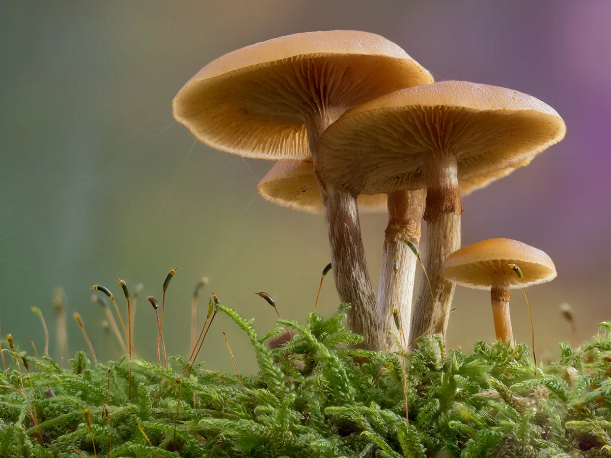 Other Mushrooms 2025 26
