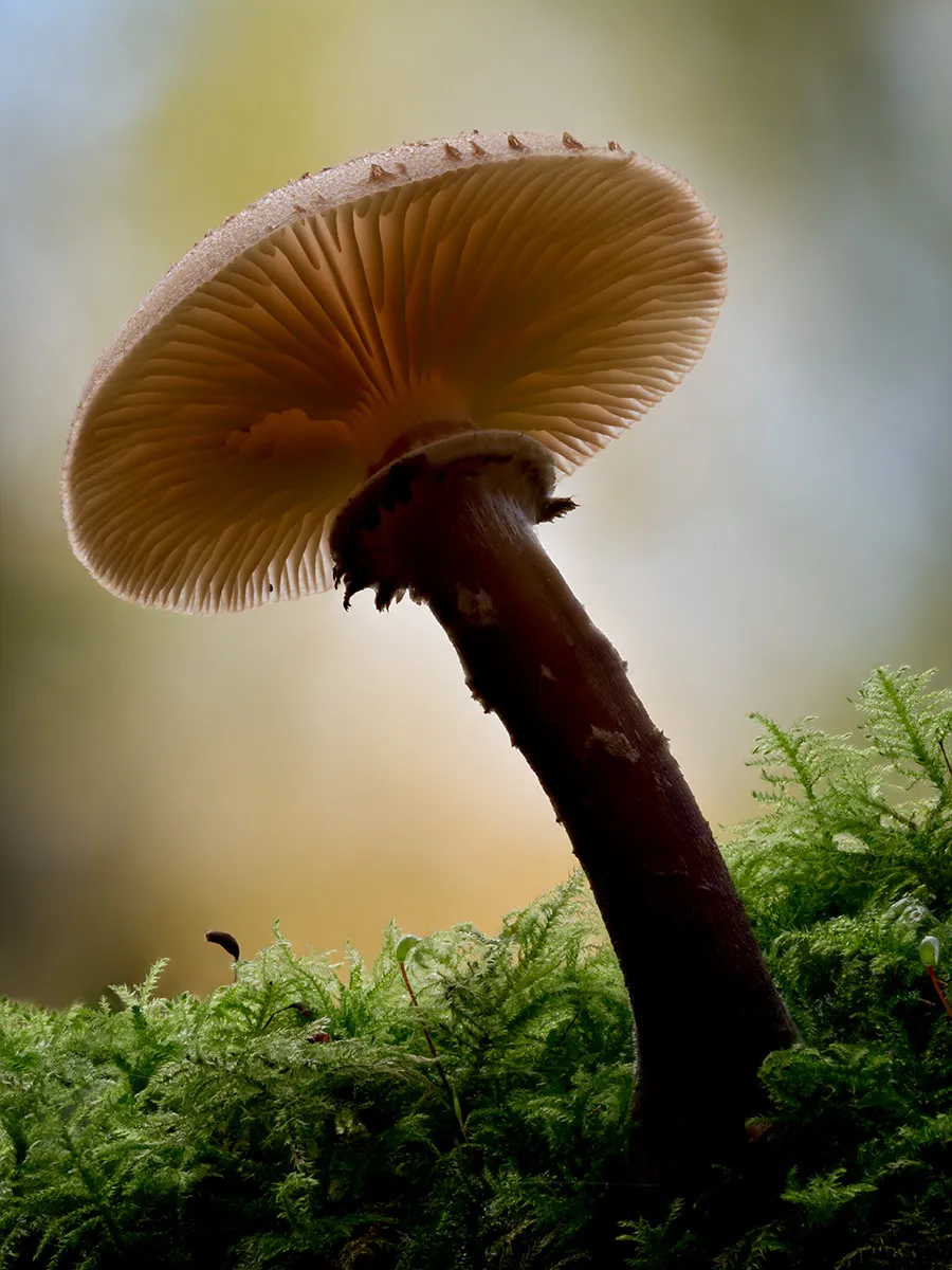 Other Mushrooms 2025 28