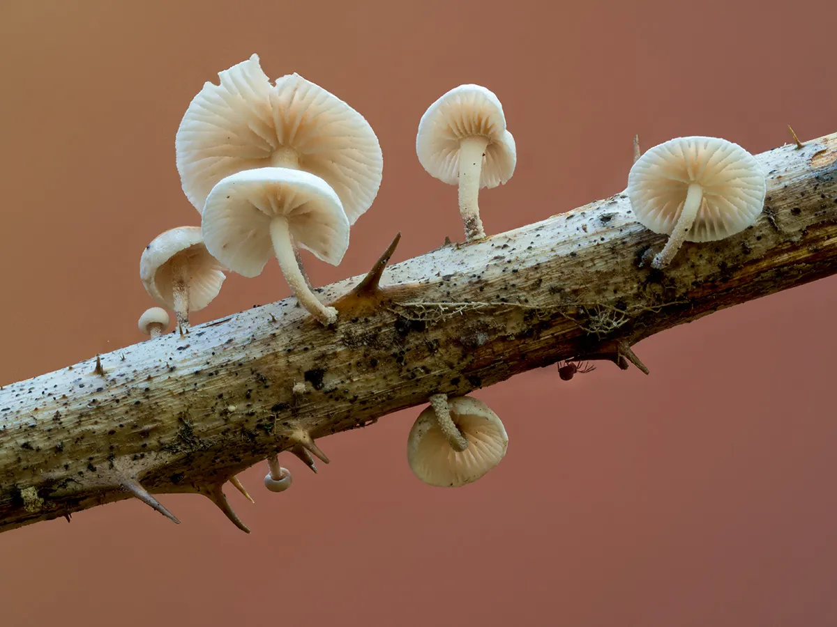 Other Mushrooms 2025 38