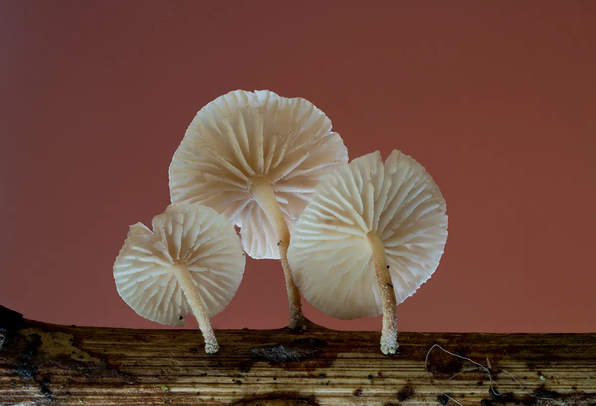 Other Mushrooms 2025 43