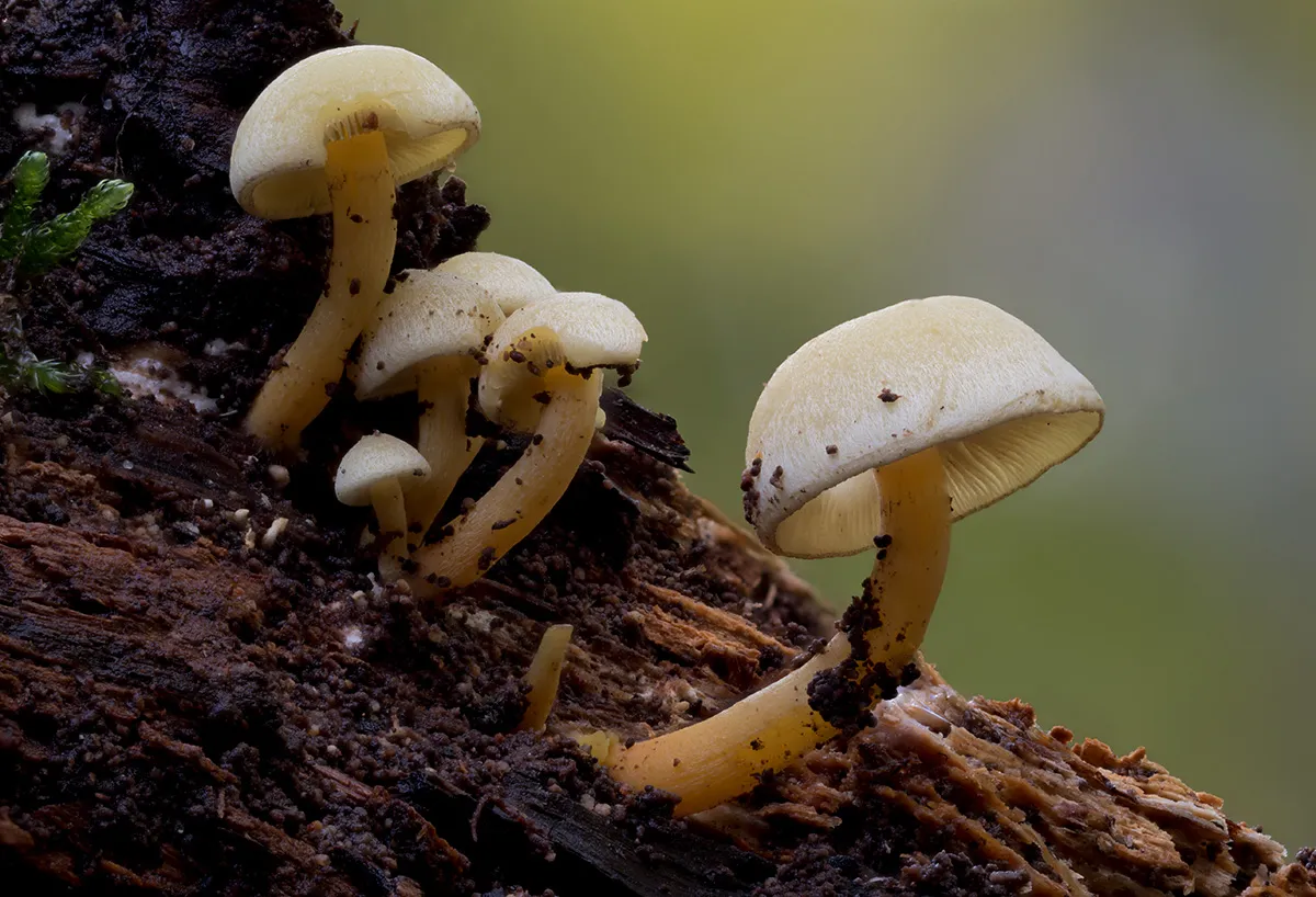 Other Mushrooms 2025 44