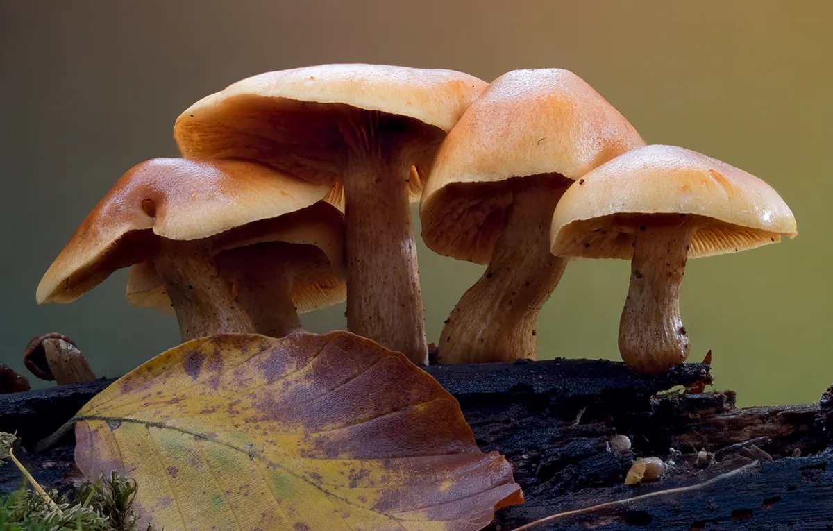 Other Mushrooms 2025 45