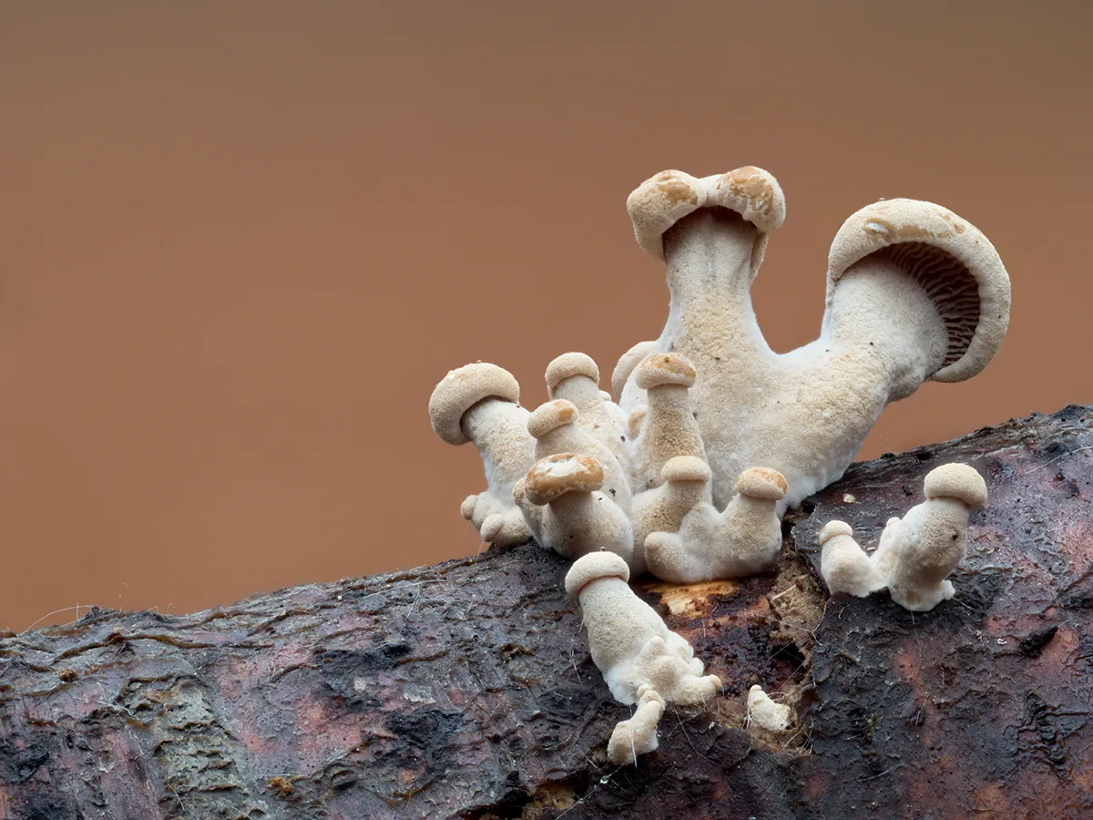 Other Mushrooms 2025 53