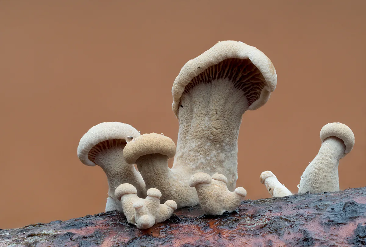 Other Mushrooms 2025 54