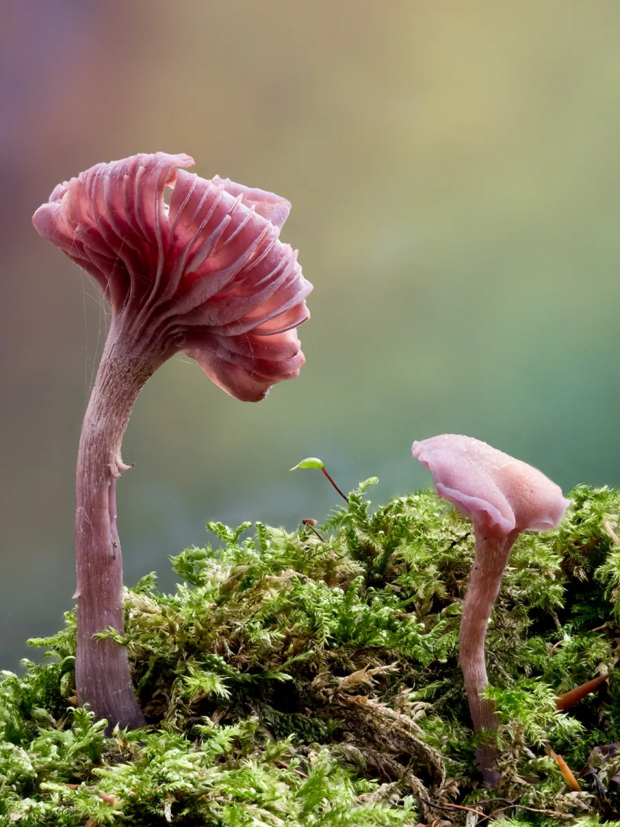 Other Mushrooms 2025 56