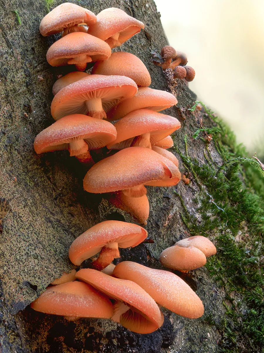Other Mushrooms 2025 57
