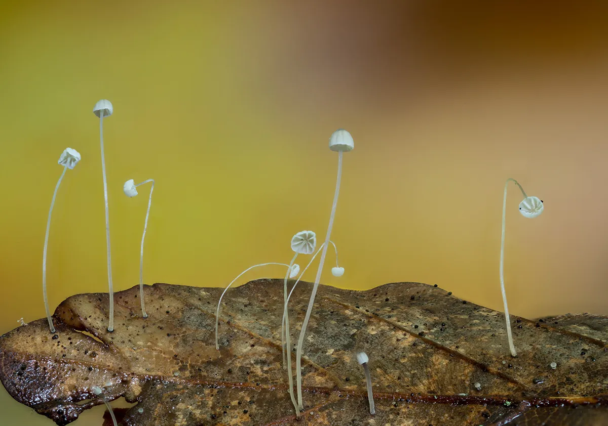 Other Mushrooms 2025 8