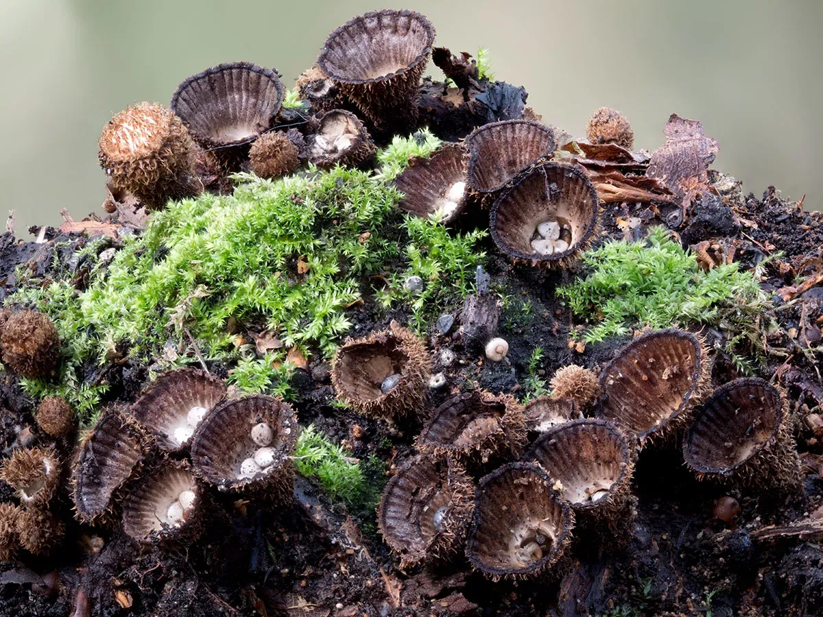 Other Mushrooms 2026 1