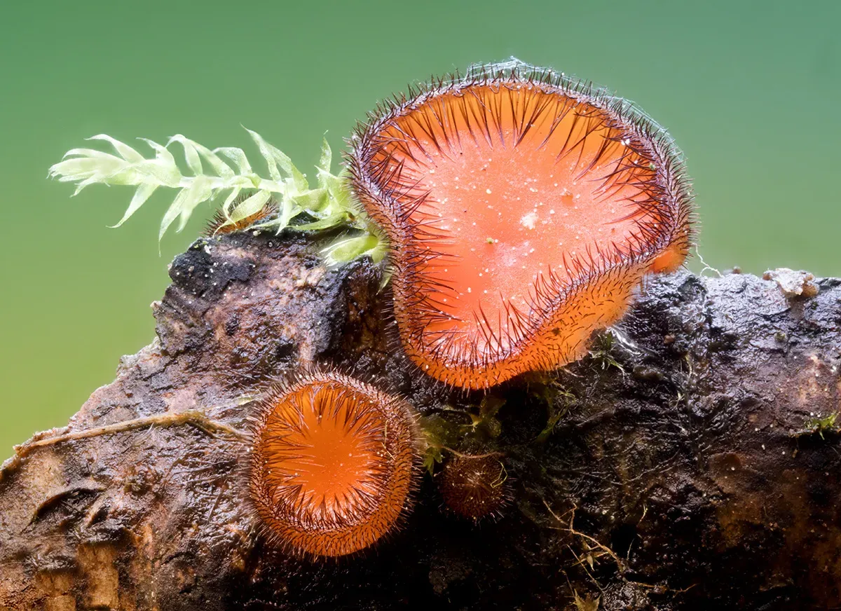 Other Mushrooms 2026 11