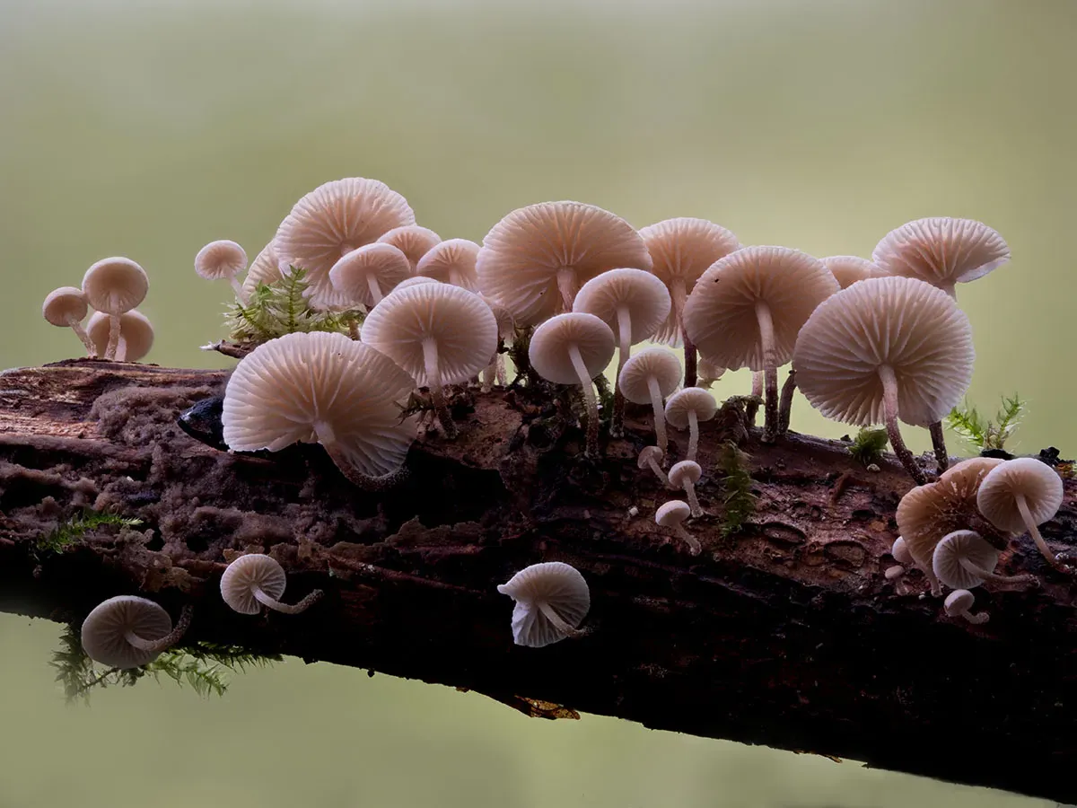 Other Mushrooms 2026 15
