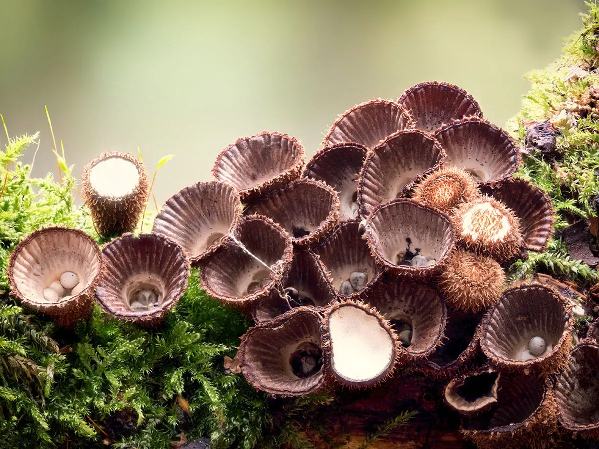 Other Mushrooms 2026 16