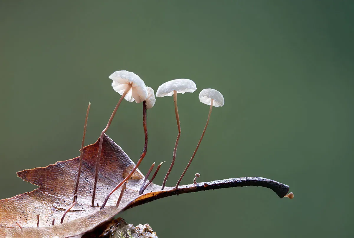 Other Mushrooms 2026 19