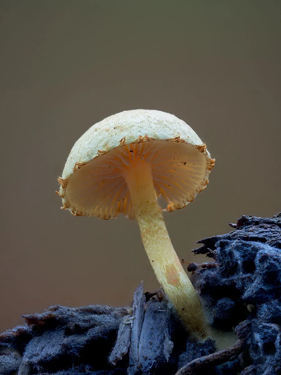 Other Mushrooms 2026 22
