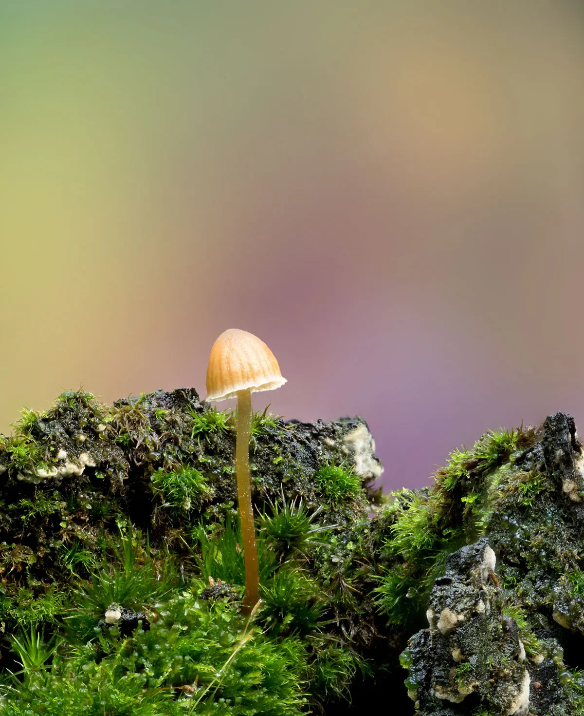 Other Mushrooms 2026 25