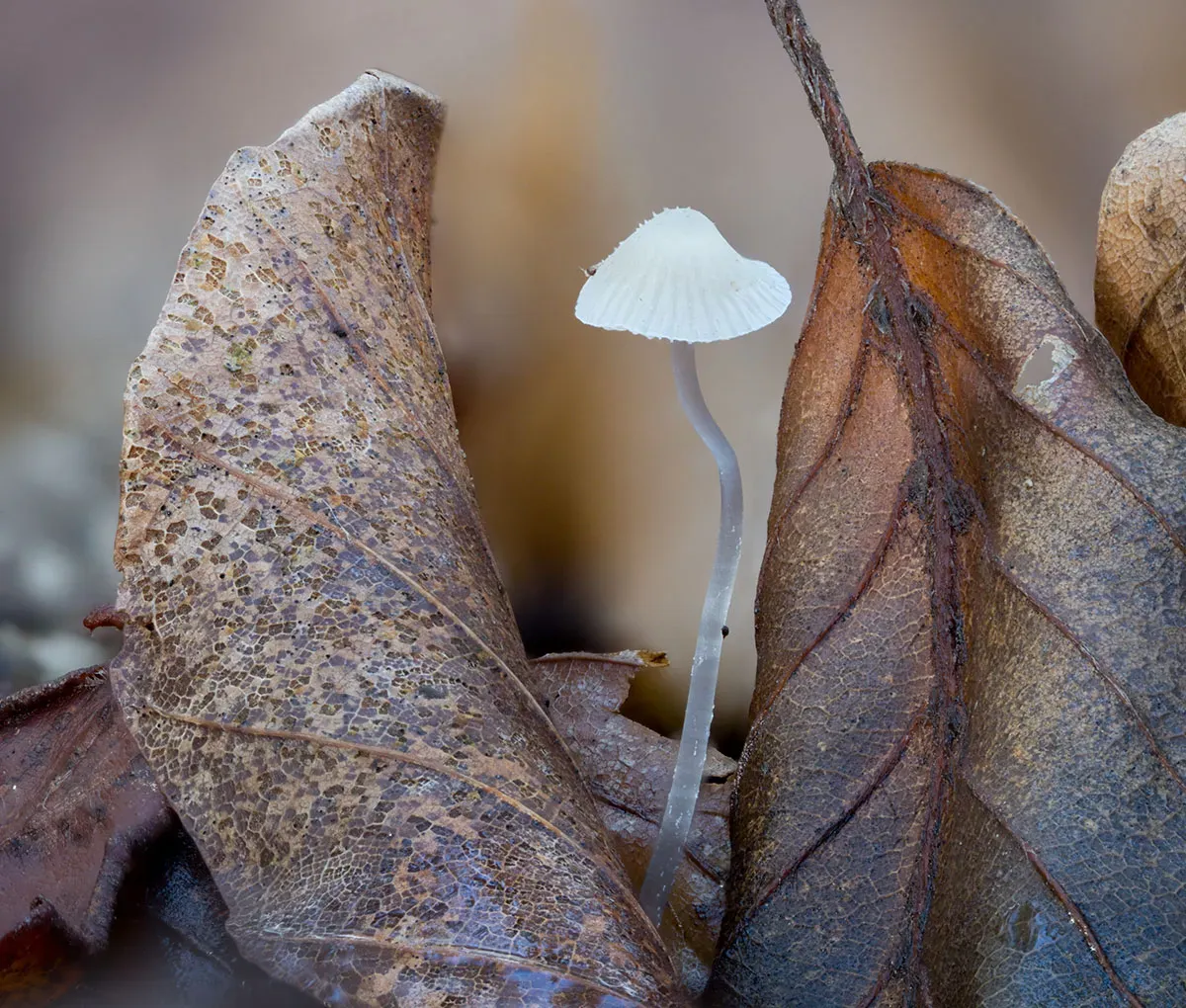 Other Mushrooms 2026 30